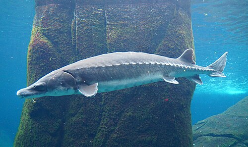 Atlantic sturgeon